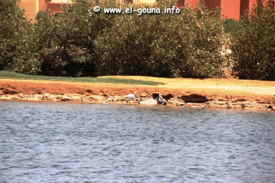 El Gouna Fishfarm 3686